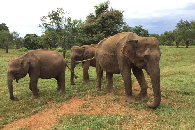 Udawalawe National Park | Private Safari With Naturalist - Safety and Accessibility