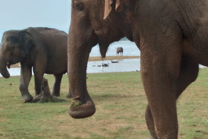 Udawalawe National Park | Private Safari With Naturalist - Pricing and Availability