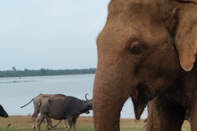 Udawalawe National Park | Private Safari With Naturalist - Experienced Naturalist Guide