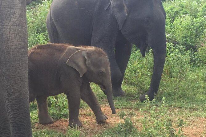 Udawalawe National Park | Private Safari With Naturalist - Successful Wildlife Sightings