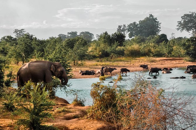 Udawalawe National Park Safari - Reviews and Feedback