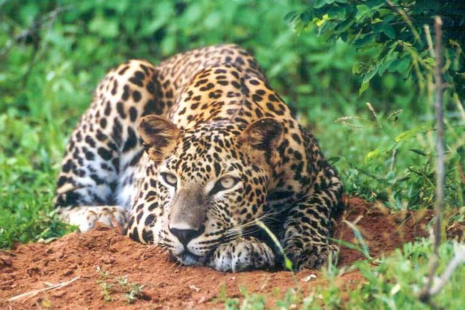 Udawalawe National Park Safari - Safari Package Inclusions