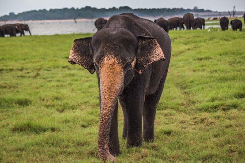 Udawalawe: National Park Safari & Elephant Transit Home Tour - Transportation and Pickup Options