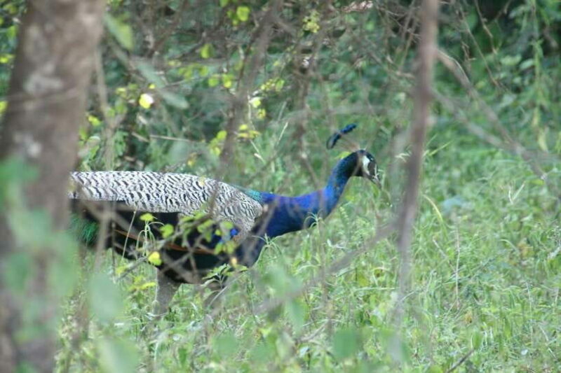 Udawalawe: National park safari & Elephant Transit Home Tour - A Detailed Look at the Udawalawe Safari & Elephant Transit Home Tour