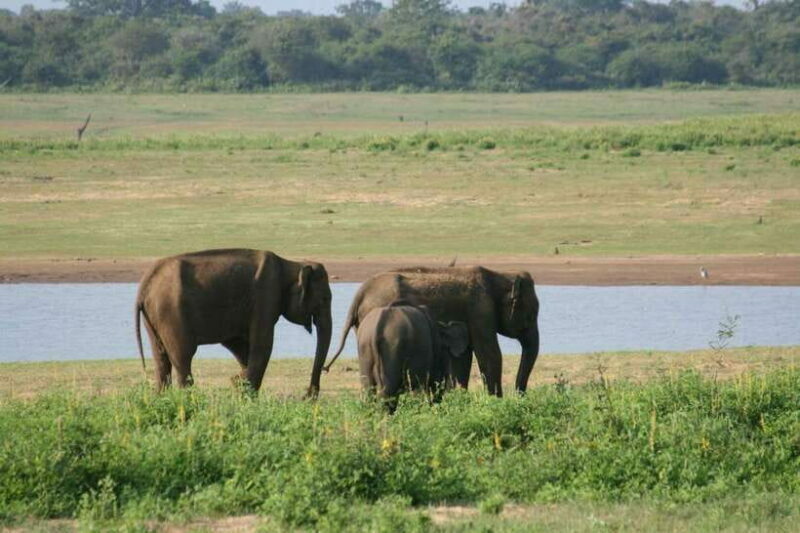 Udawalawe: National park safari & Elephant Transit Home Tour - FAQs