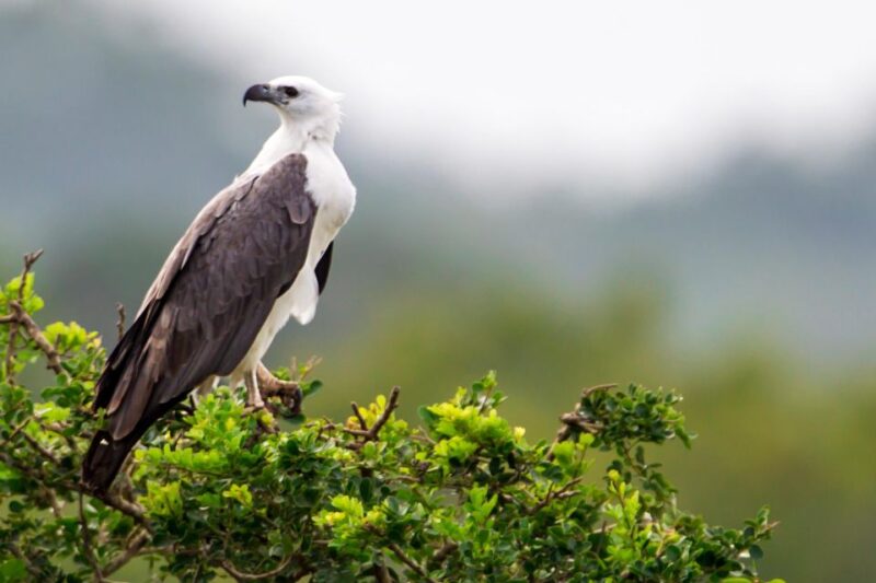 Udawalawe: National Park Safari & Elephant Transit Home Tour - Booking Information