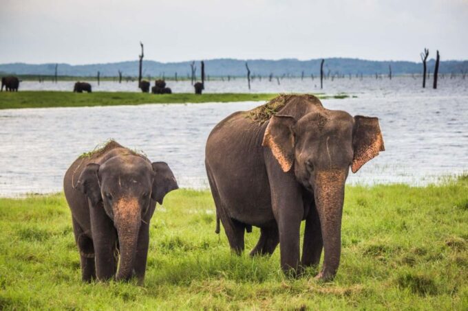 Udawalawe: National Park Safari & Elephant Transit Home Tour - Frequently Asked Questions