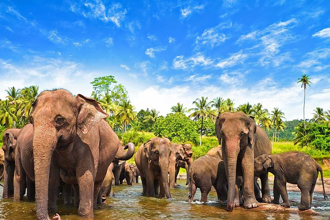 Udawalawe National Park Safari From Ella - Tour Details and Restrictions