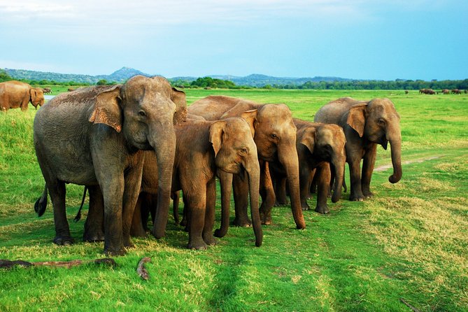 Udawalawe National Park Safari From Ella - Safari Duration Discrepancy