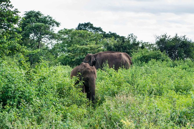 Udawalawe National Park Safari From Ella - Booking and Reservation Details