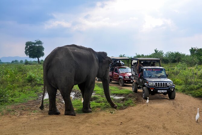 Udawalawe National Park Safari From Galle - Pickup and Timing
