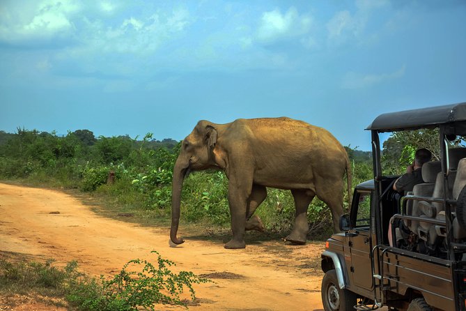 Udawalawe National Park Safari From Galle - Health and Accessibility