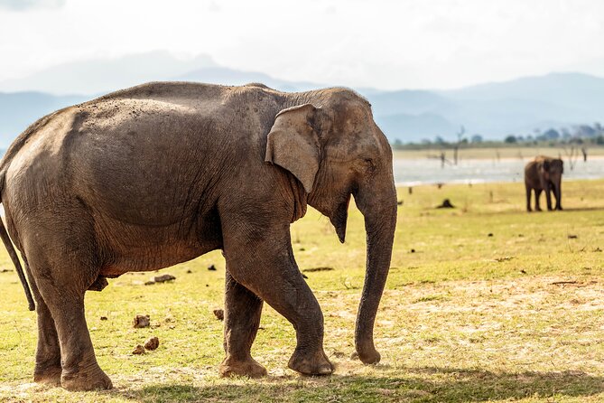 Udawalawe National Park Safari From Galle - Pricing and Reviews