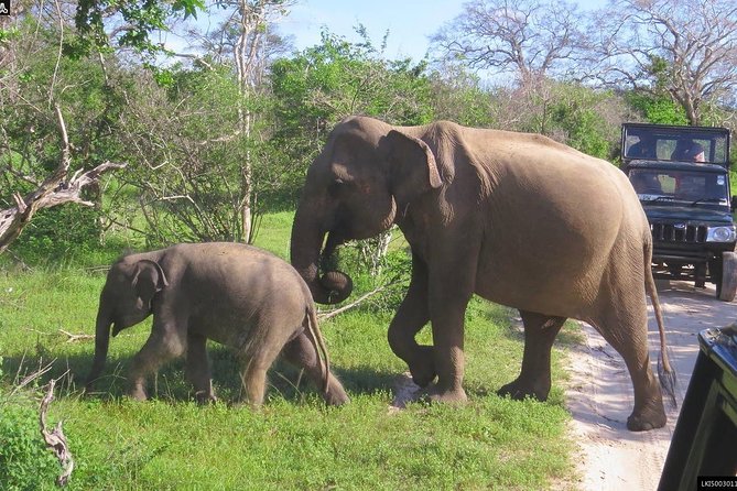 Udawalawe National Park Safari From Galle/Mirissa/Weligama (All Inclusive) - Reviews