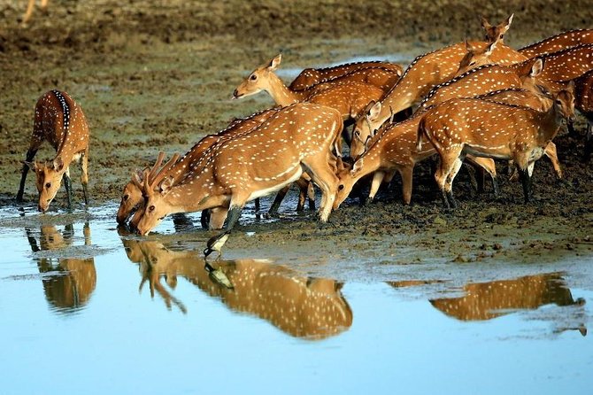 Udawalawe National Park Safari From Galle/Mirissa/Weligama (All Inclusive) - What to Expect