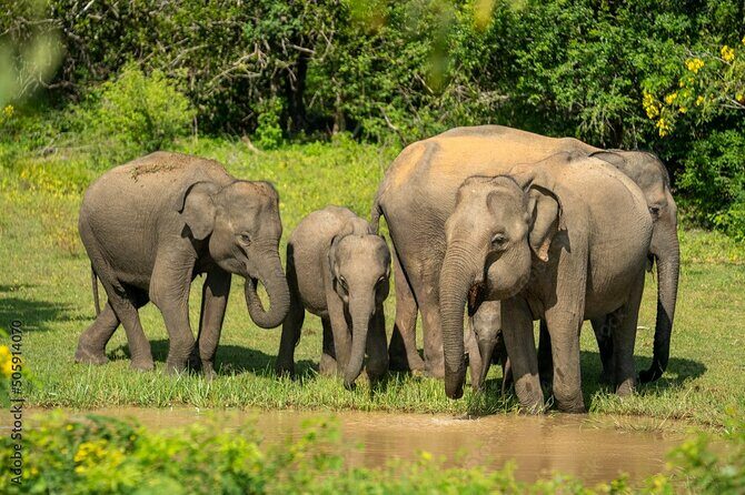 Udawalawe National Park Safari | From Hambantota Port - An Overview of the Udawalawe Safari Experience