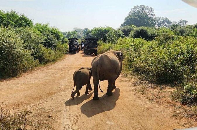 Udawalawe National Park Safari | From Hambantota Port - What’s Not Included?