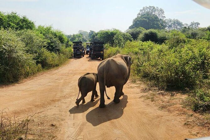 Udawalawe National Park Safari | From Hambantota Port - Who Will Love This Tour?