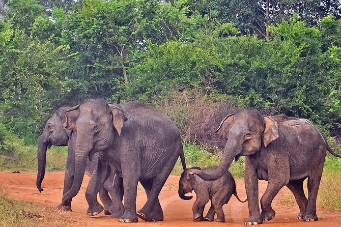Udawalawe National Park Safari From Mirissa - Inclusions and Pricing