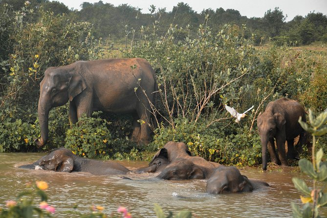 Udawalawe National Park Safari From Mirissa - Cancellation Policy