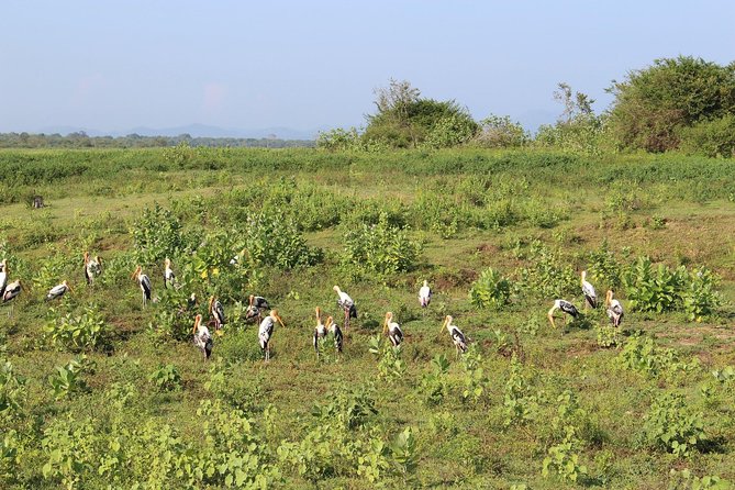 Udawalawe National Park Safari | From Mirissa | Galle | Weligama - Pickup and Drop-off Information