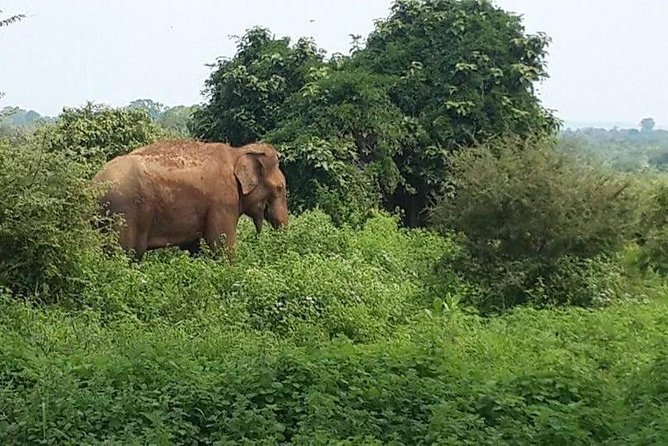 Udawalawe National Park Safari | From Mirissa | Galle | Weligama - Positive Guest Feedback