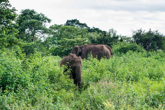 Udawalawe National Park Safari | From Mirissa | Galle | Weligama - Reserving Your Safari Tour