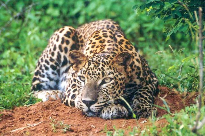 Udawalawe National Park Safari From Mount Lavinia - Tour Inclusions and Exclusions