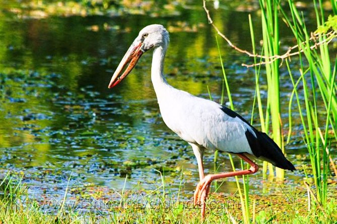 Udawalawe National Park Safari From Mount Lavinia - Booking and Cancellation Policy