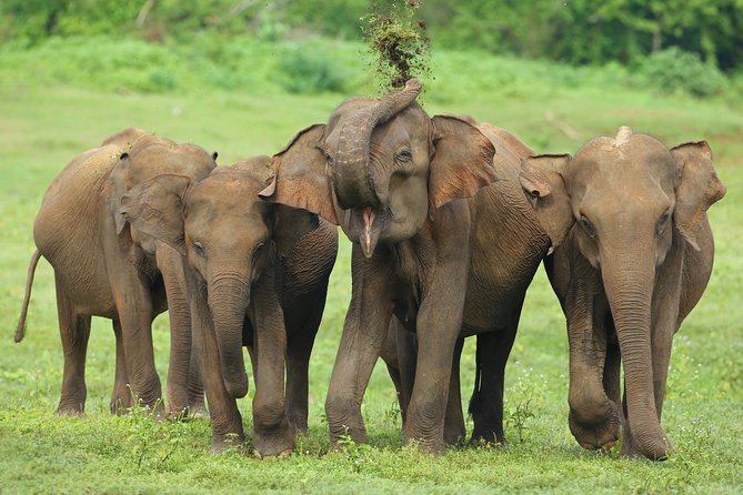 Udawalawe National Park Safari From Mount Lavinia - Sum Up