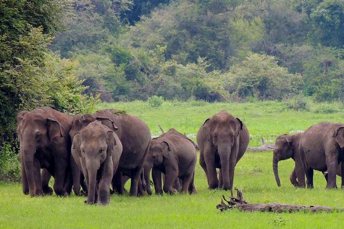 Udawalawe National Park Safari From Weligama - Transportation and Services Included