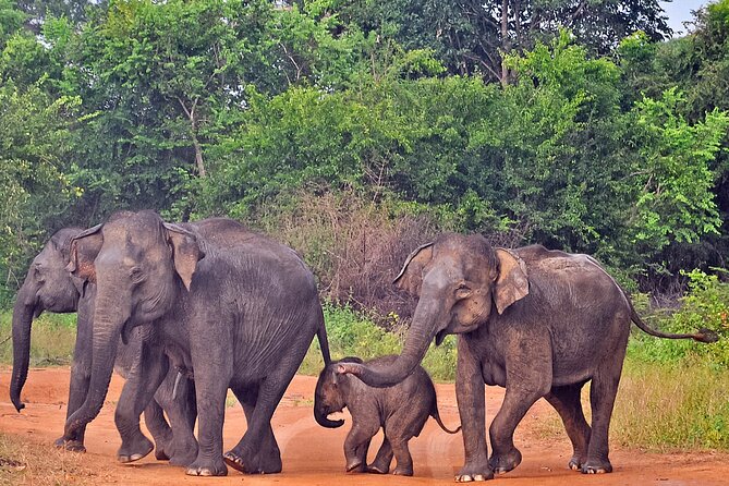 Udawalawe National Park Safari From Weligama - Memorable Wildlife Encounters
