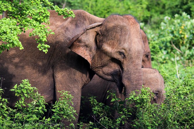 Udawalawe National Park Safari From Yala - Wildlife Highlights