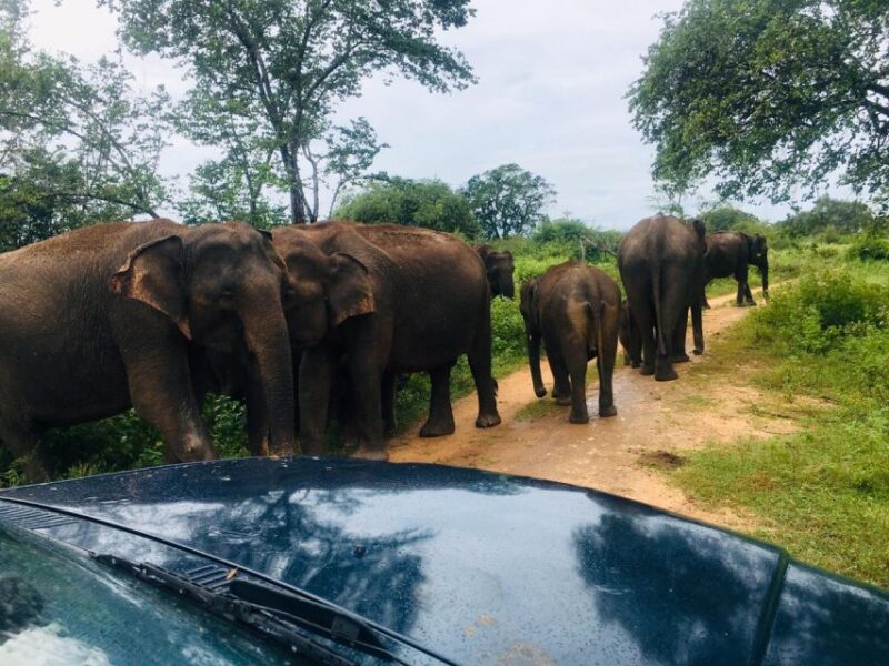 Udawalawe National Park Safari - Private Jeep - Inclusions and Accessibility