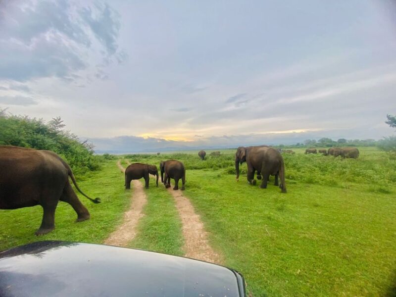 Udawalawe National Park Safari - Private Jeep - Pricing and Payment Options