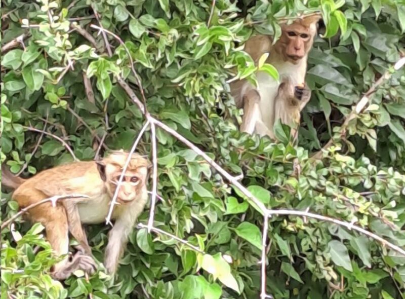Udawalawe National Park Safari Tour - Key Points