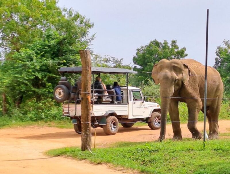 Udawalawe National Park Safari Tour - Customer Reviews and Feedback