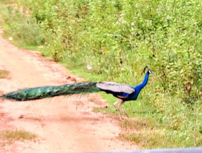 Udawalawe National Park Safari Tour - Frequently Asked Questions