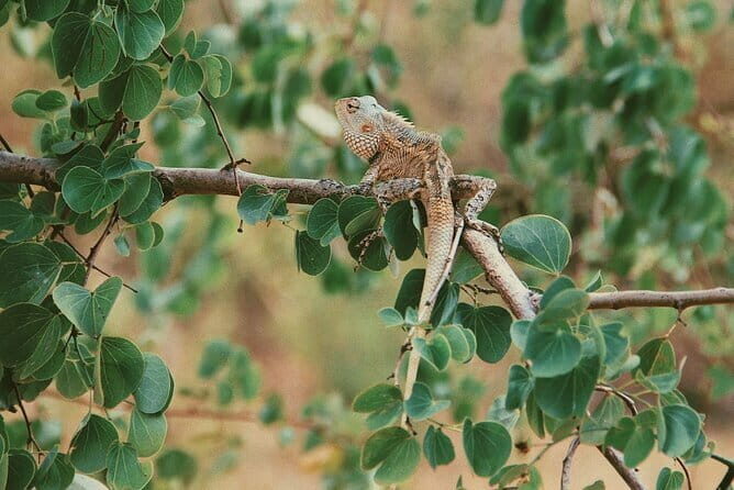 Udawalawe National Park Safari Tour - The Itinerary in Detail