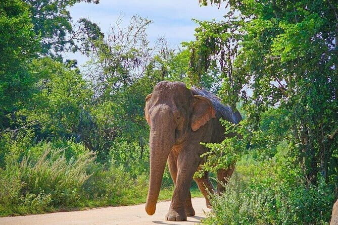 Udawalawe National Park Safari Tour - The Practicalities