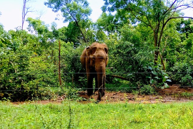 Udawalawe National Park Safari Tour - Private & Customize Tour - Wildlife Experience