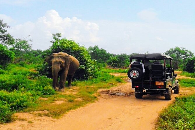 Udawalawe National Park Safari Tour - Private & Customize Tour - Pickup and Timing