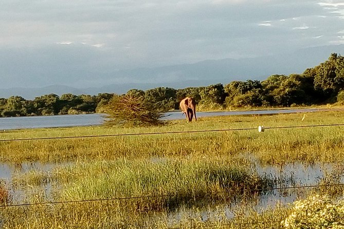 Udawalawe National Park Safari Tour - Private & Customize Tour - Accessibility and Recommendations