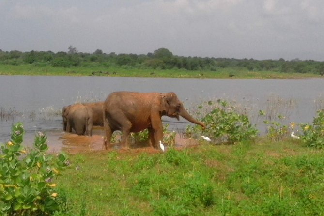 Udawalawe National Park Safari Tour - Private & Customize Tour - Customer Feedback