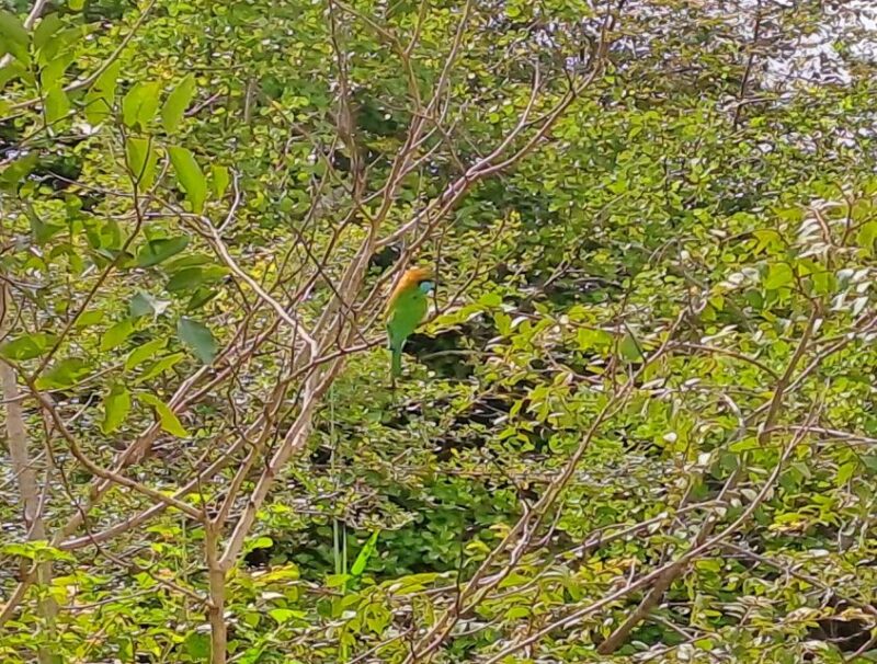 Udawalawe National Park Safari Tour - Key Points
