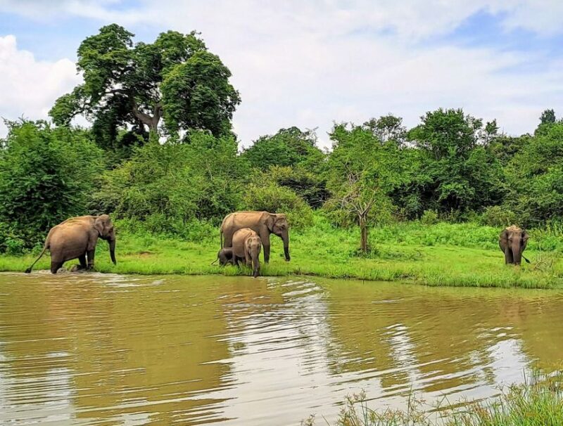 Udawalawe National Park Safari Tour - Transportation and Accessibility