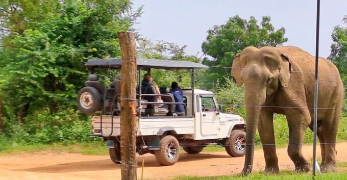 Udawalawe National Park Safari Tour - Booking Information