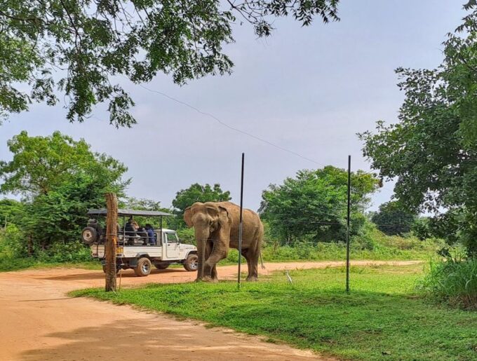 Udawalawe National Park Safari Tour - Useful Tips