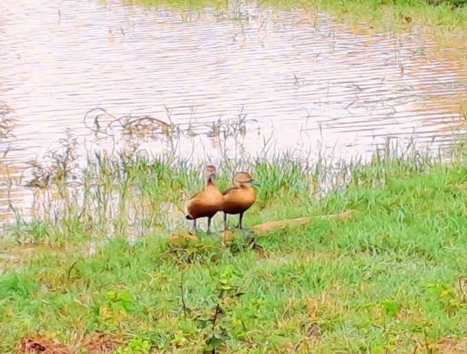 Udawalawe National Park Safari Tour - Recap