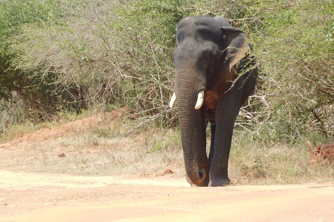 Udawalawe National Park Safari Tour With Natural Beauty - Meeting and Pickup